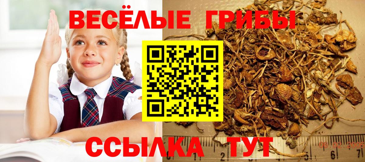 Псилоцибиновые грибы мицелий  Вход с VPN  Галлюциногенные грибы мицелий  дарнет шоп  Новый Уренгой 
